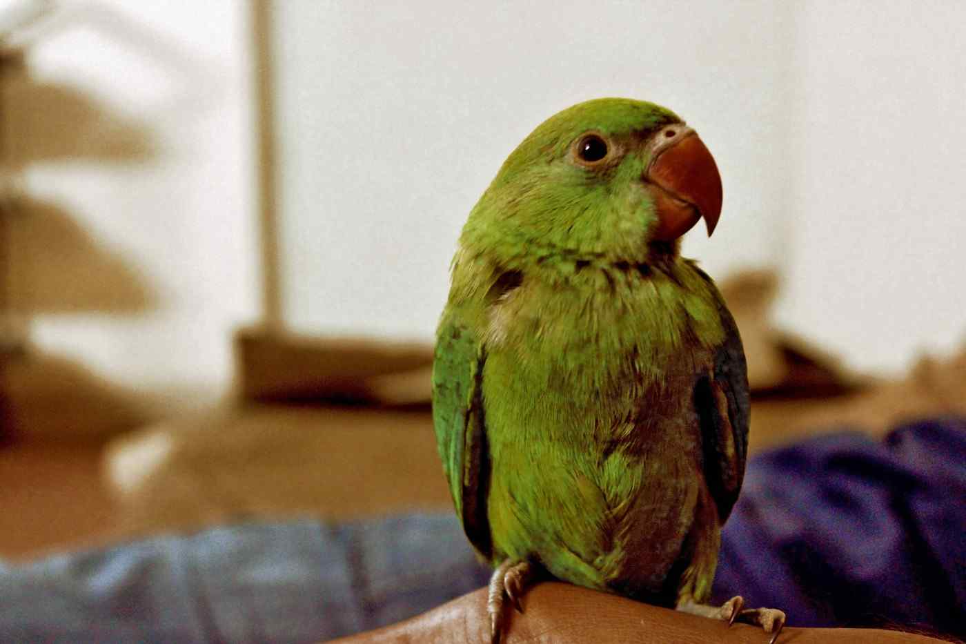 parrot bird veterinarian clyde Melbourne