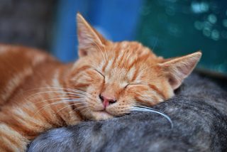 sleeping cats veterinarian clyde north