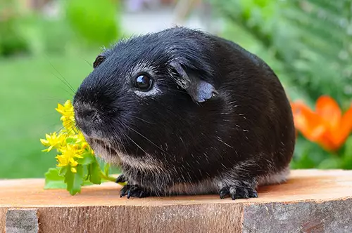 guinea pig animal clinic