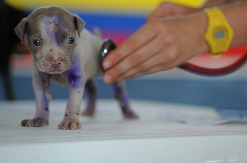 puppy on veterinarian table surgery