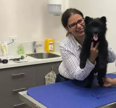 vets treating dog