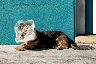 dog after surgery vet