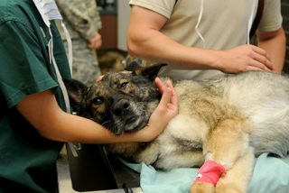 dog surgery clinic veterinarian