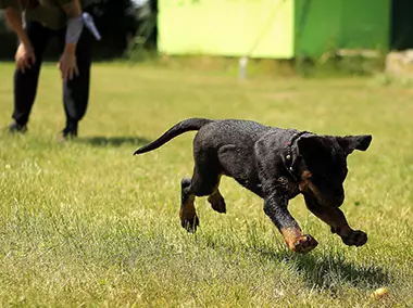 dog training fetch at puppy school