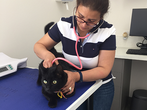 black cat dr irene mitry checkup clyde