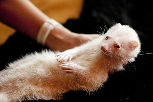 ferret being treated at vet clinic