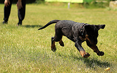 puppy being trained in park fetch