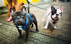 puupy training school clyde cranbourne berwick