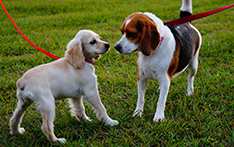 puppy training school officer narre warren