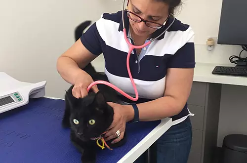 vet vaccination black cat