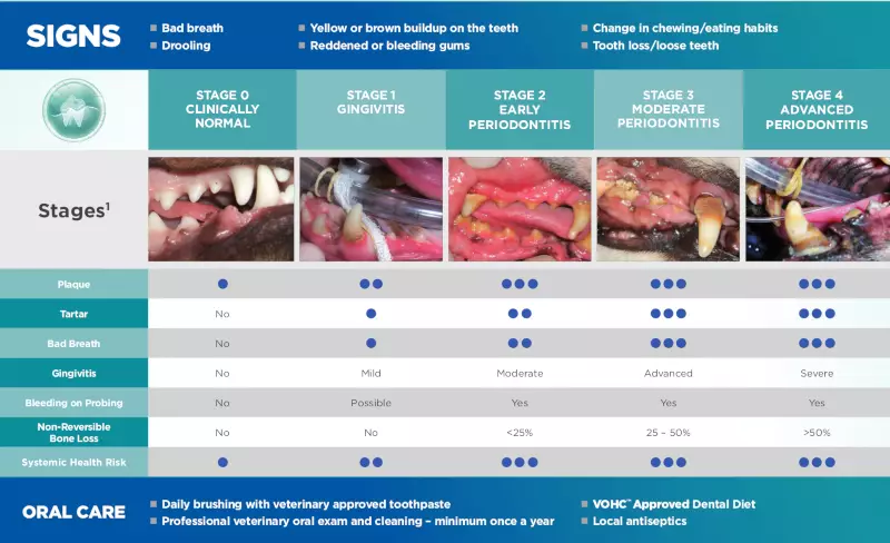 stages periodontal disease dogs cats