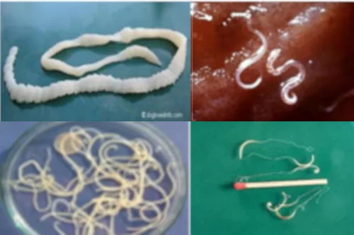 intestinal worms in dogs and cats