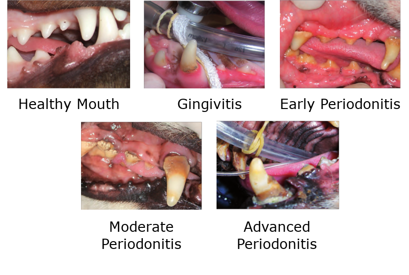 dental disease dogs cats stages