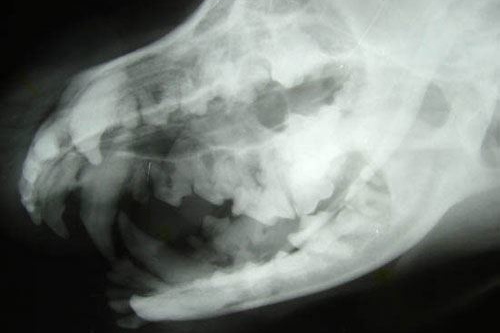 veterinary dental x-ray dogs cats pets animals