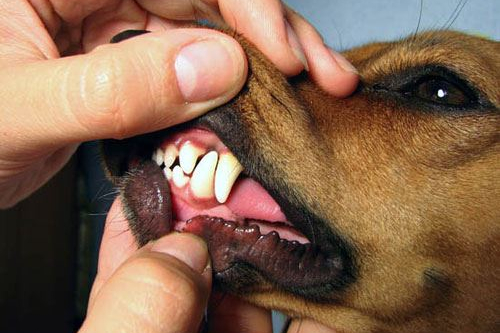 ultrasonic teeth cleaning dogs cats veterinary dentist