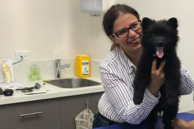 dog puppy vaccinations clyde cranbourne berwick
