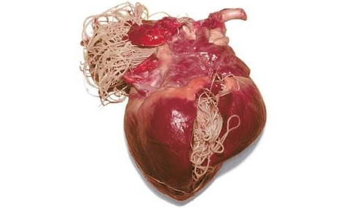 heartr heartworm