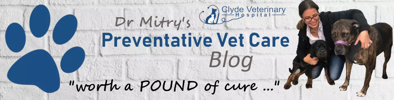 preventative veterinary care blog