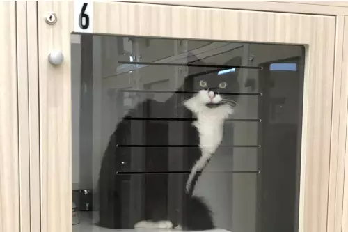 cat boarding clyde casey