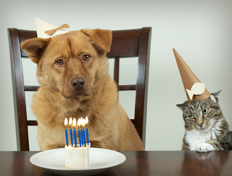 elderly senior dog cat birthday