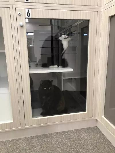double cats in condo wide cat boarding