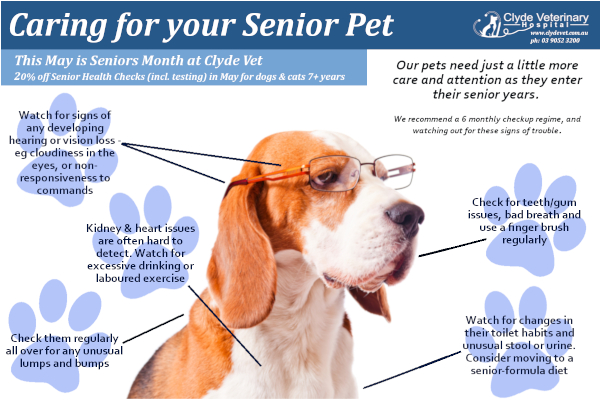 care for senior pet getting older