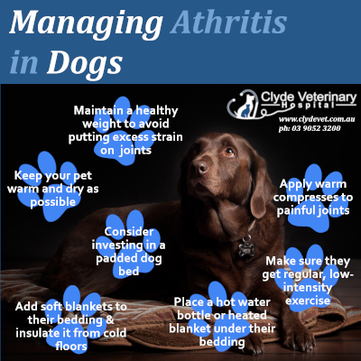 arthritic dog veterinary care