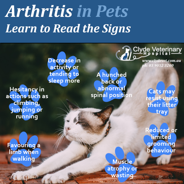 Arthritis Season Symptoms To Watch For In Your Pet