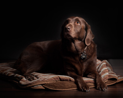dog_bed_arthritis.jpg