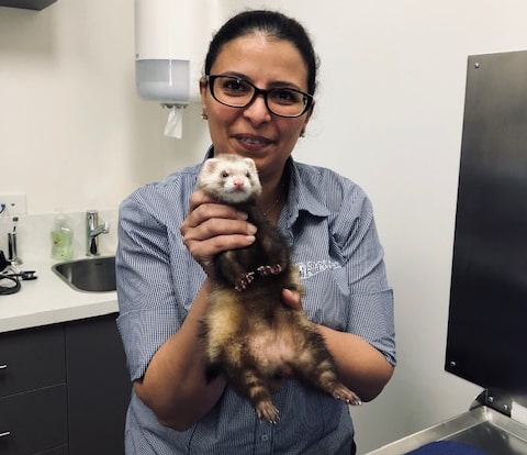 dr mitry with ferret2 cropped 1 min ferret vet