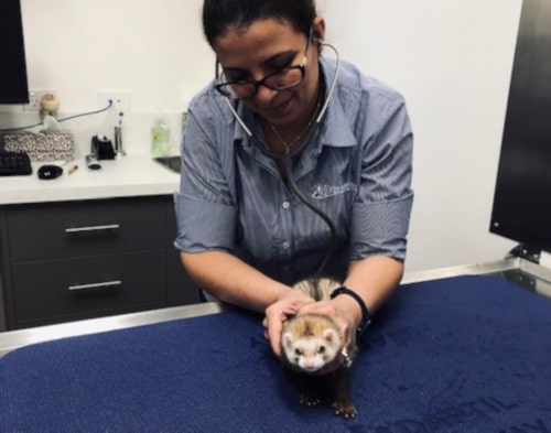 dr mitry with ferret 500w min ferret vet