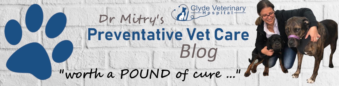 preventative vet care clyde cranbourne berwick blog