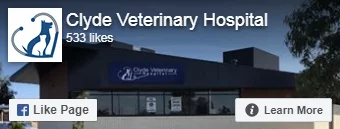 veterinary hospital ferret vet
