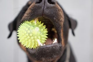 dog chew toy dental care