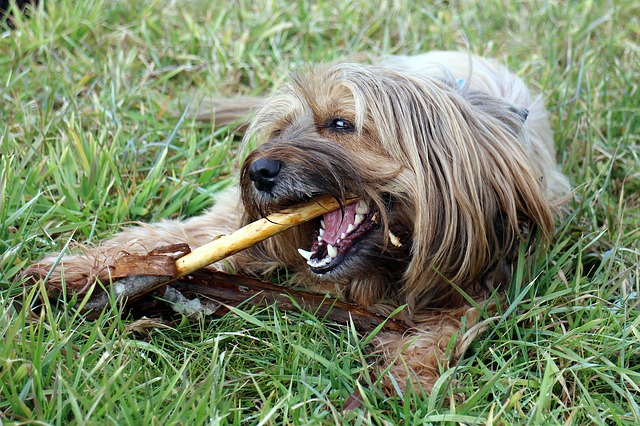 dog chewing stick dentistry month