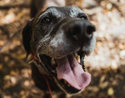 dog_dental.jpg