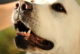 dog mouth teeth closeup dental