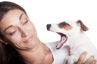 dog breath treatment veterinary casey