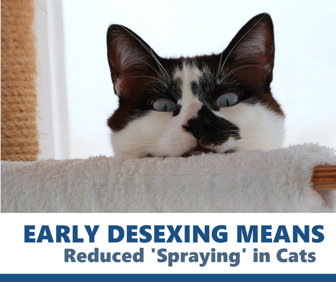 cat spraying cat desexing