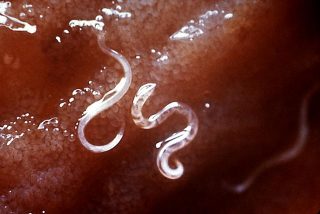 hookworm in dogs cats intestine