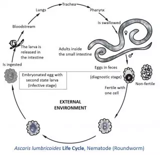 intestinal worms worming wormer life cycle