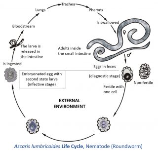 intestinal worms worming wormer life cycle