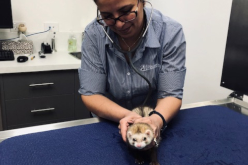 dr irene mitry with ferret patient