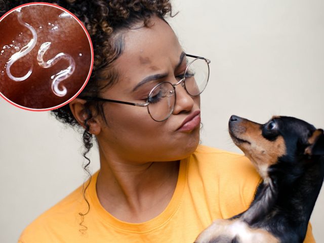 woman worm inset vets