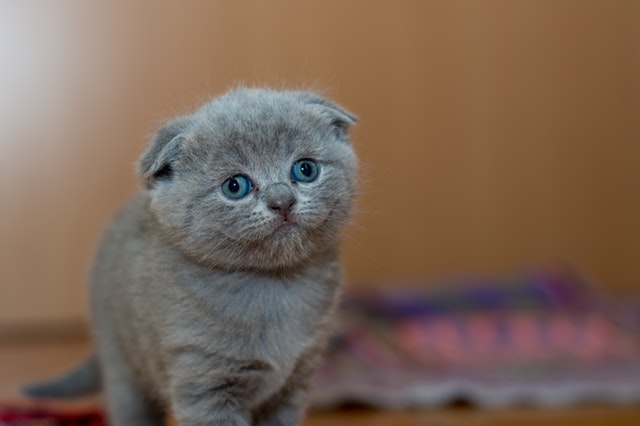kitten cat blue