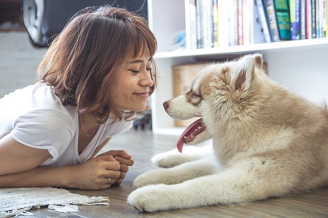 malamute puppy with girl at home