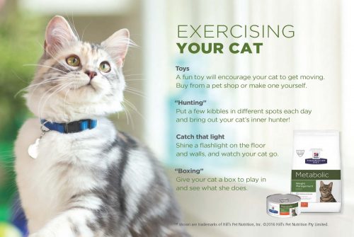 Exercising your cat scaled e1584148963324 overweight dogs cats Diseases & Conditions