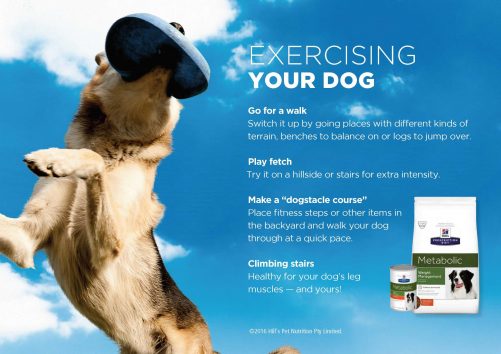 Exercising your dog scaled e1584148991767 dental care Pets