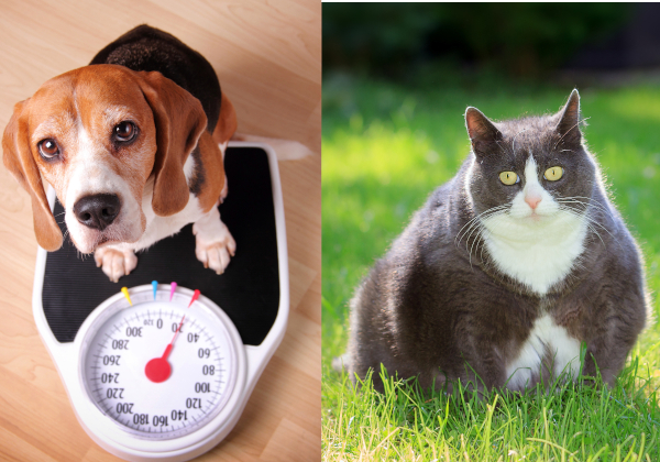 dog and cat overweight sml vets