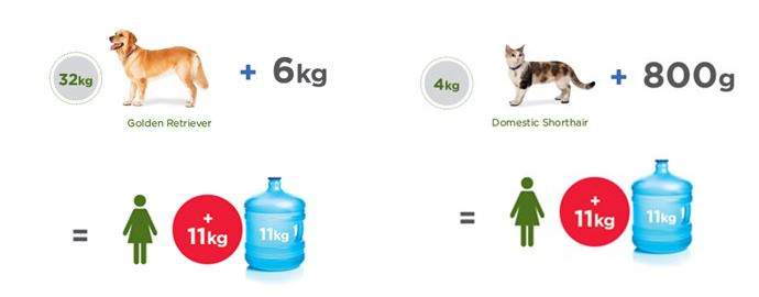 large dog cat obesity food